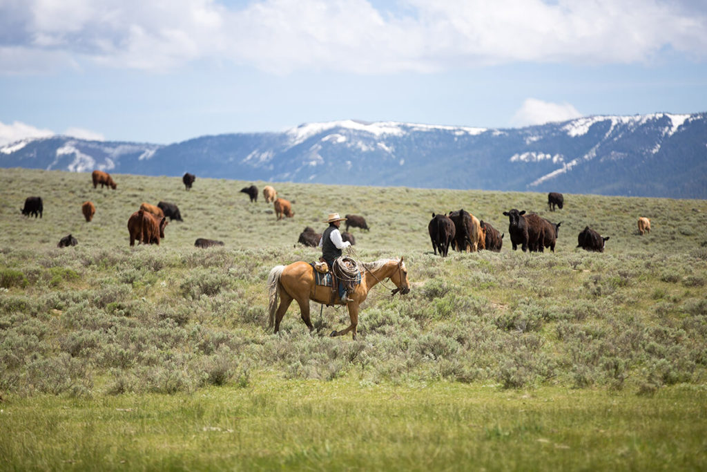 Cowboy range riding to check for herd health