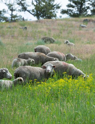 Sheep grazing on Halversons regenerative ranch